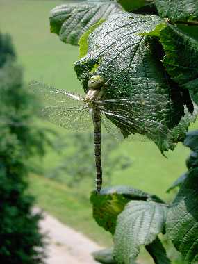 Libelle direkt im Haselnussgebsch